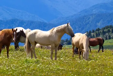 Salon du Cheval