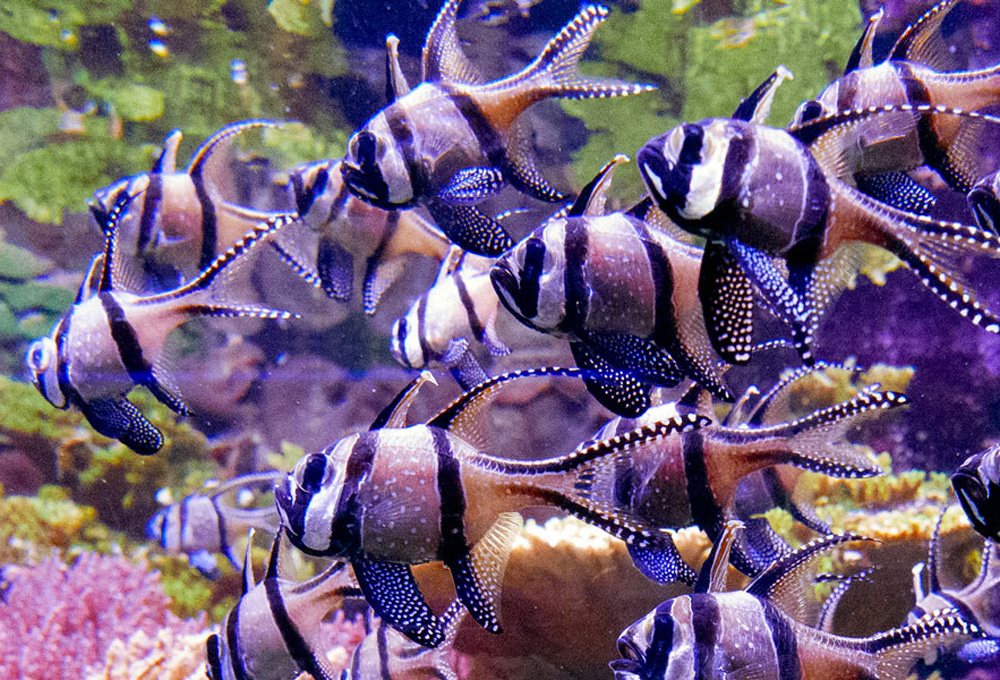 AQUA - FISCH • Friedrichshafen • Germany ️ Exhibition Info & Dates ️ ...