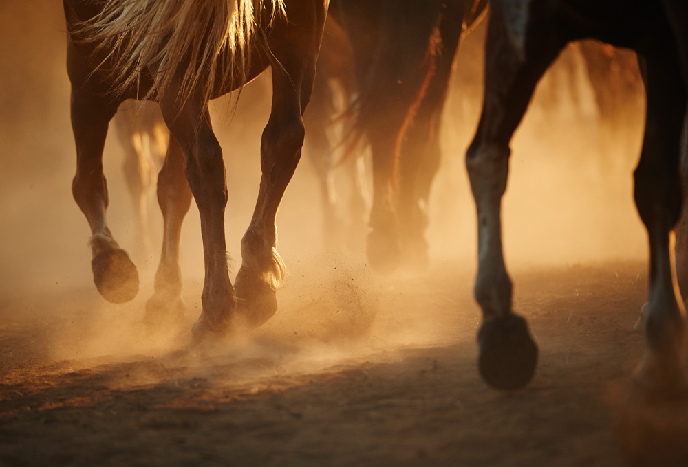 Pferd Wels 2023 Wels | Book Nearby Hotel Room